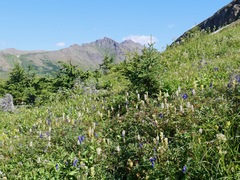Aconitum delphiniifolium