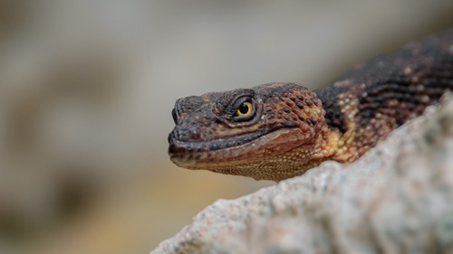 Flathead Knob-scaled Lizard