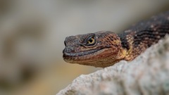 Xenosaurus platyceps