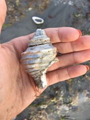 Neptunea decemcostata