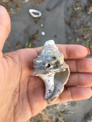 Neptunea decemcostata