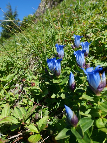 Image of Gentiana platypetala by (c) paulexcoff, some rights reserved (CC BY-SA)