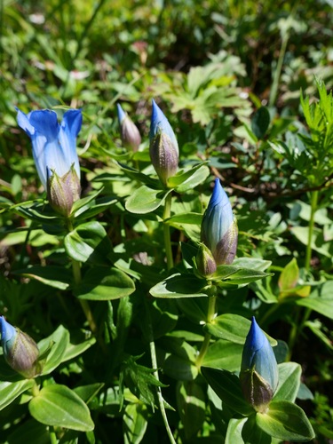 Image of Gentiana platypetala by (c) paulexcoff, some rights reserved (CC BY-SA)