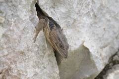 Xenosaurus platyceps