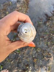 Neptunea decemcostata