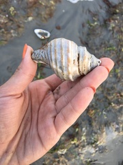 Neptunea decemcostata