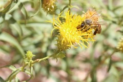 Chrysothamnus stylosus