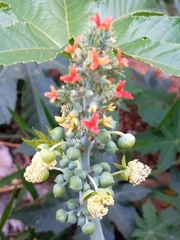 Ricinus communis