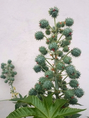 Ricinus communis