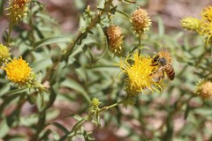 Chrysothamnus stylosus