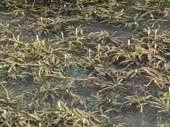 Potamogeton crispus