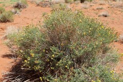 Chrysothamnus stylosus