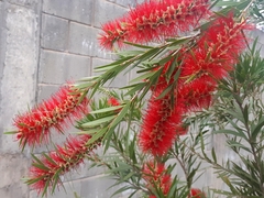 Melaleuca viminalis