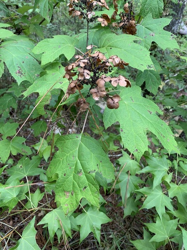 oakleaf hydrangea (Hydrangea quercifolia)