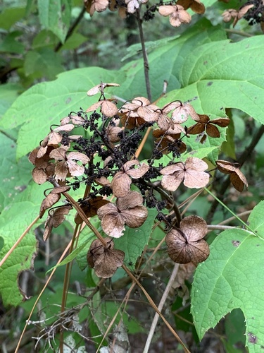 Hydrangea quercifolia