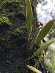Stelis retusa