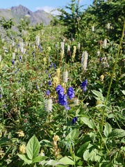 Aconitum delphiniifolium