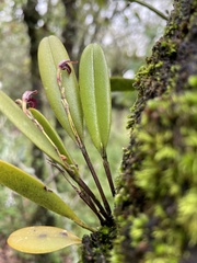 Stelis retusa