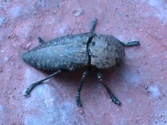Capnodis tenebricosa