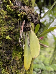 Stelis retusa