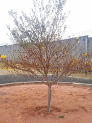 Handroanthus chrysotrichus