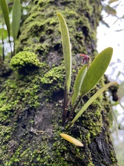 Stelis retusa