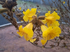 Handroanthus chrysotrichus