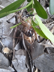 Nesoecia insignis