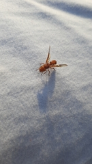 Cephalotes clypeatus