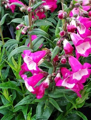 Penstemon gentianoides