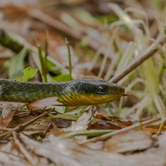 Chironius bicarinatus