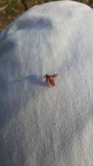 Cephalotes clypeatus