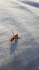 Cephalotes clypeatus