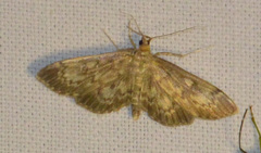 Anania lancealis