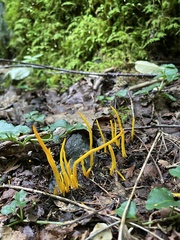 Clavulinopsis helvola