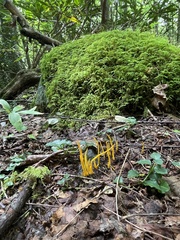 Clavulinopsis helvola