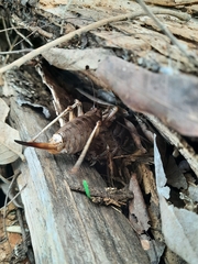 Nesoecia insignis