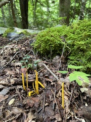 Clavulinopsis helvola