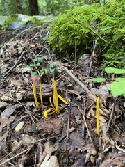 Clavulinopsis helvola