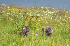 Gentianella praecox