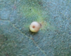 Dryocosmus minusculus