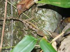 Anolis schiedii