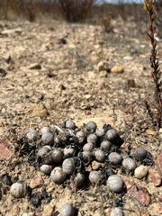 Prunus ilicifolia ilicifolia