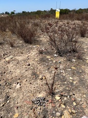 Prunus ilicifolia ilicifolia