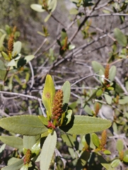 Colliguaja odorifera