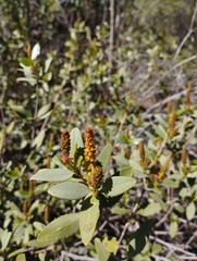 Colliguaja odorifera