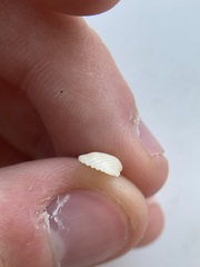 Anadara transversa