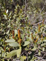 Colliguaja odorifera