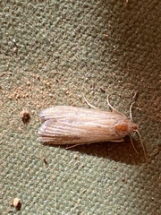 Oncocera semirubella