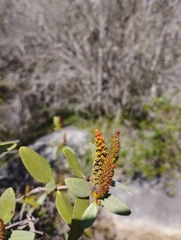 Colliguaja odorifera